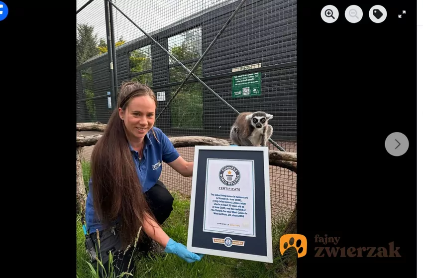 Stumpy został wpisany do Księgi Rekordów Guinessa, fot. Facebook Five Sisters Zoo Lemur z opiekunką