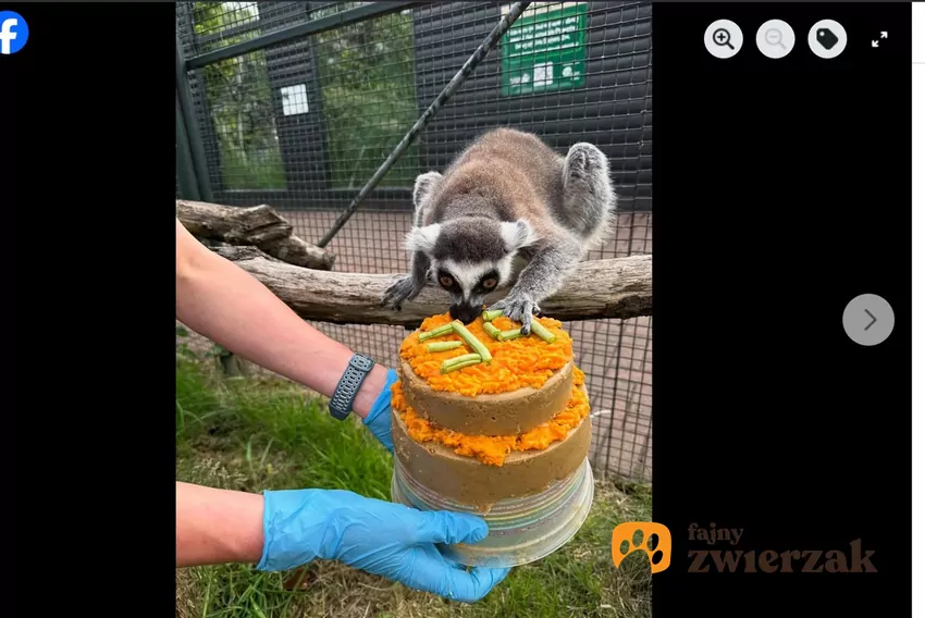 Lemury katta żyją tylko w południowo–zachodniej części wyspy Madagaskar, fot. Facebook Five Sisters Zoo Lemur z tortem