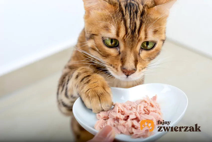 Zanim przystąpimy do zmiany sposobu żywienia, warto upewnić się, że nowy produkt faktycznie odpowiada potrzebom naszego kota Kot nad miską z mokrą karmą