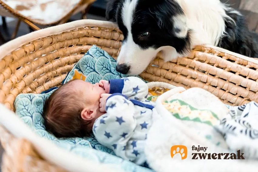 Kiedy niemowlę przyjedzie do domu, pamiętaj, aby pierwsze spotkanie z psem odbyło się w spokojnej atmosferze Pies przy kołysce