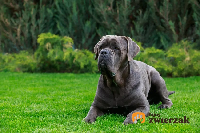 Posiadanie psa obronnego to ogromna odpowiedzialność, jego przewodnik nie może być więc nowicjuszem Cane corso