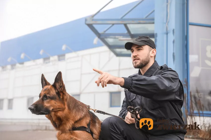 Choć wiele psów może wykazywać instynkty obronne, niektóre rasy są szczególnie predysponowane do pełnienia funkcji “osobistego ochroniarza człowieka” Owczarek niemiecki z funkcjonariuszem