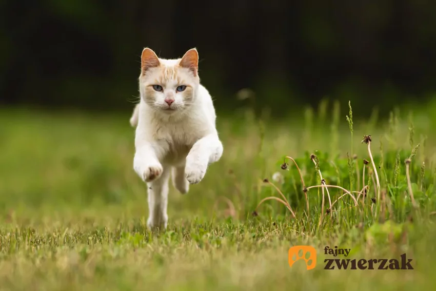 Umożliwianie domowemu mruczkowi samotnych wędrówek wiąże się z wieloma niebezpieczeństwami Kot biegnie po trawie