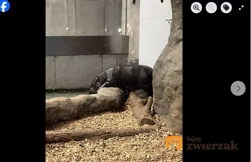 Na zdjęciach możemy zobaczyć niewielkie, ciemnoszare zwierzę, które ostrożnie eksploruje nowy wybieg, fot. Facebook ZOO Kraków Zilo na wybiegu