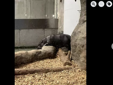 W zoo w Krakowie urodził się hipopotamek
