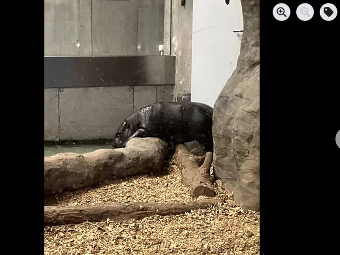W zoo w Krakowie urodził się hipopotamek