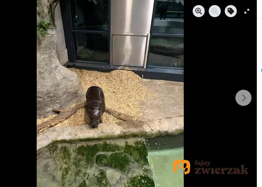 Według szacunków na wolności żyje zaledwie około 3 tys. hipopotamków karłowatych, fot. Facebook ZOO Kraków Zilo z lotu ptaka