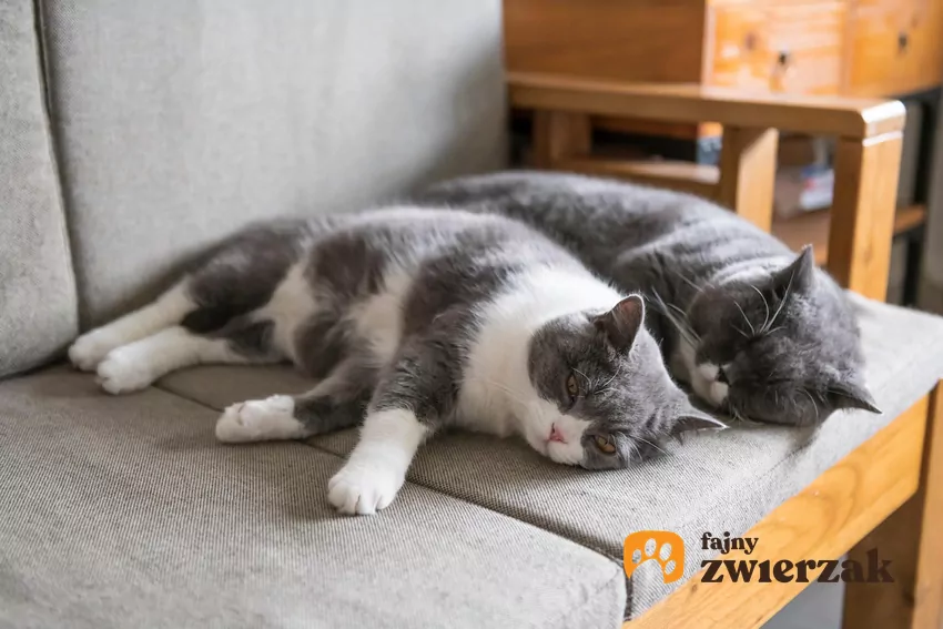 Dwa śpiące obok siebie koty