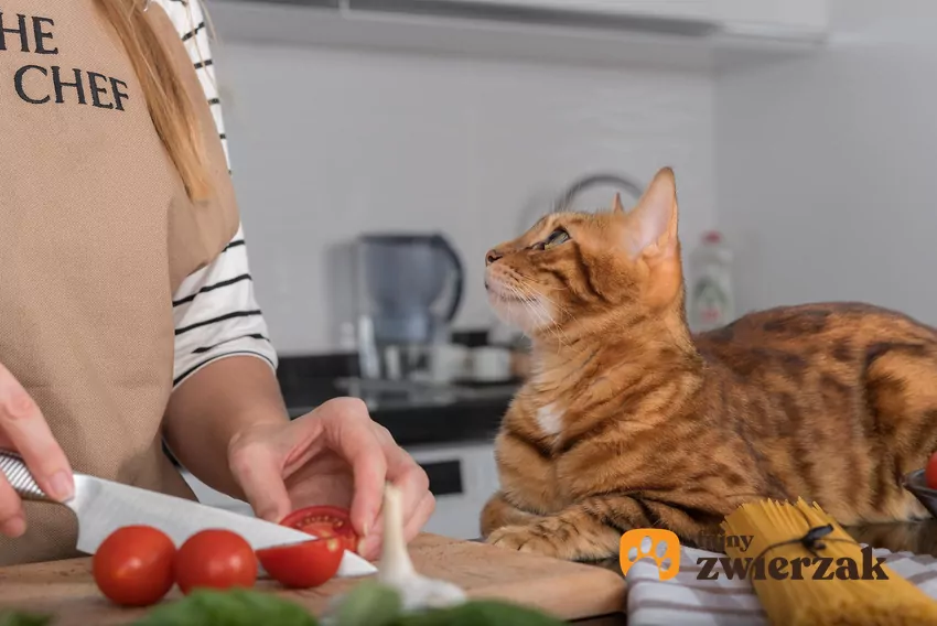 Cebula i czosnek mogą wywołać u kota anemię – nawet w małych ilościach Kot w kuchni