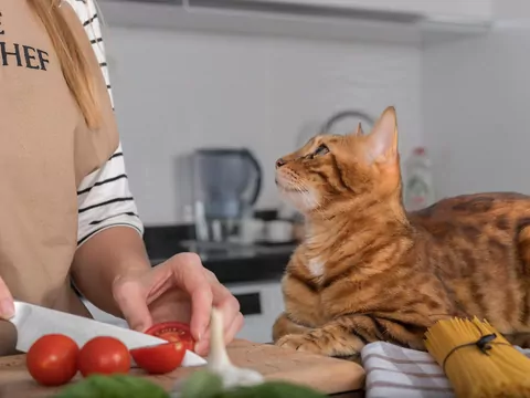 Produkty trujące dla kota