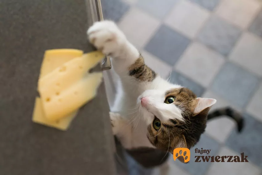 Wiele gotowych dań zawiera tłuszcze i dodatki, które nie są odpowiednie dla zwierząt Kot przy blacie kuchennym, na którym leży ser