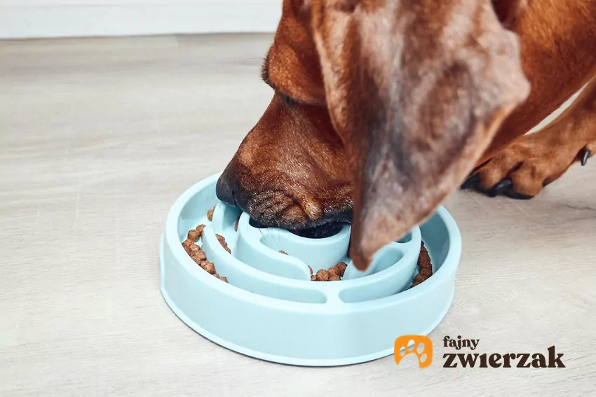 Pies jedzący z miski spowalniającej