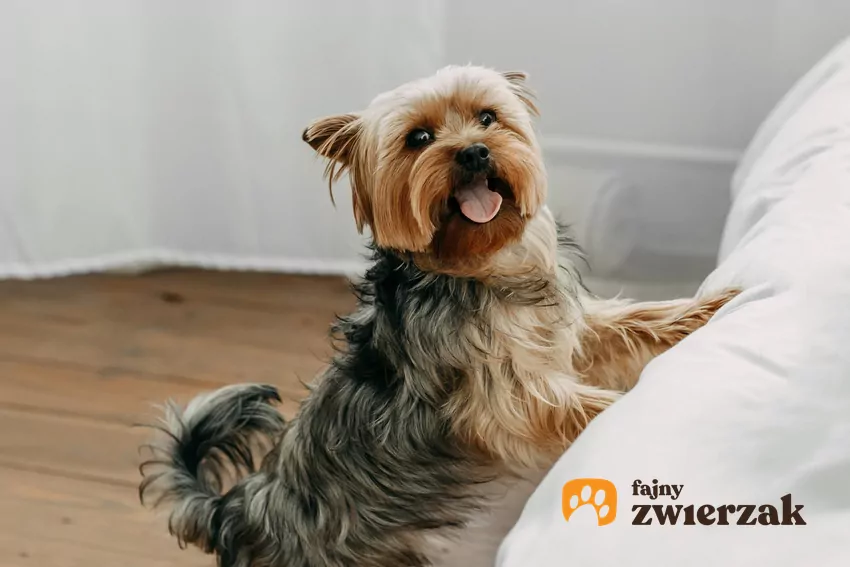 Wspólne spanie pogłębia relację między psem a właścicielem York opiera się o krawędź łóżka