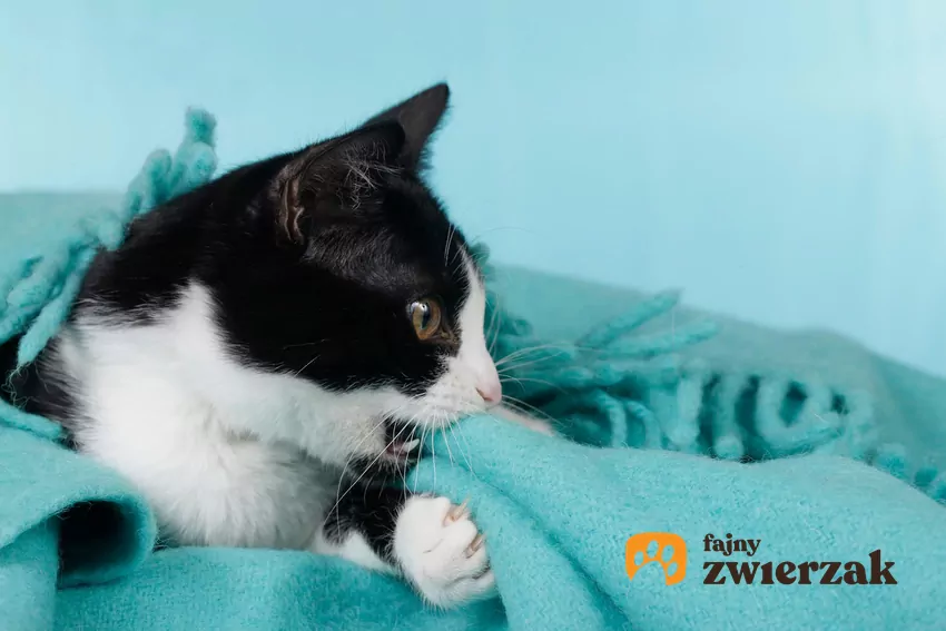 PICA miewa podłoże medyczne. Towarzyszy anemii, problemom neurologicznym, niedoborom żywieniowym albo chorobom przewodu pokarmowego Kot próbuje ugryźć koc