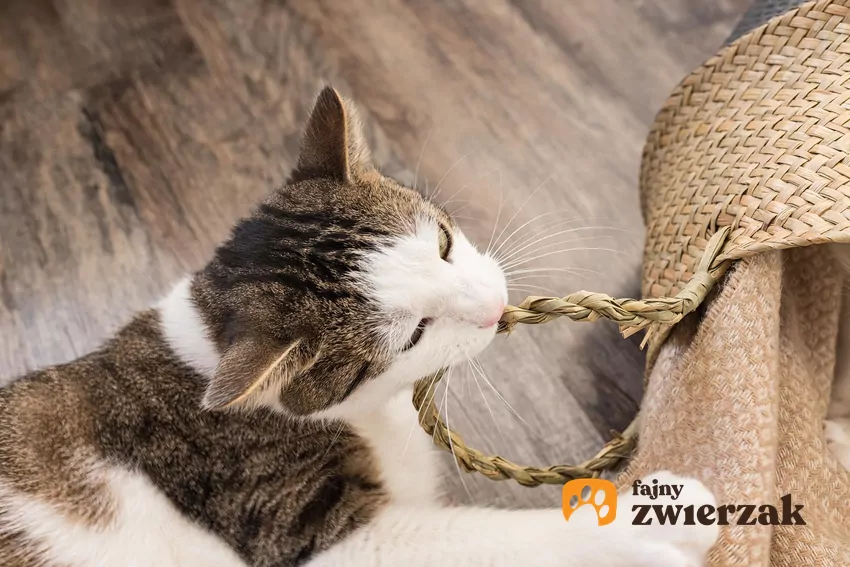 Terminem PICA określa się kompulsywne zjadanie przedmiotów niejadalnych Kot próbuje ugryźć rączkę torebki