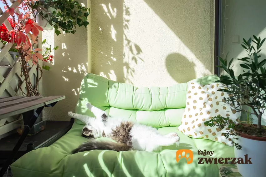 Kiedy już zabezpieczymy przestrzeń, warto pomyśleć o tym, jak ją zaaranżować, by odpowiadała kocim potrzebom Kot na zielonej poduszce