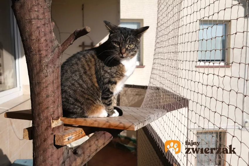 Siatka zabezpieczająca balkon powinna być mocna, odporna na warunki atmosferyczne i kocie pazurki Kot na drzewku