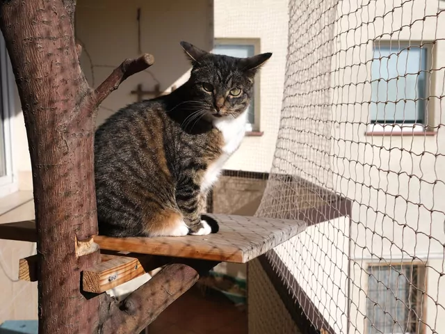 Jak urządzić balkon dla kota?