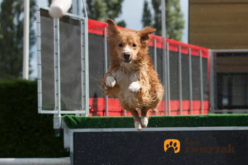 Dla wielu szczekających czworonogów dog diving to świetny sposób na aktywność w sezonie letnim Pies skaczący do basenu