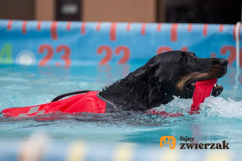 Skoki do wody można trenować z psem każdej rasy, choć niektóre mają naturalne predyspozycje do tego sportu Pies w basenie