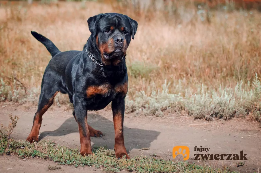 W Polsce przycinanie psich ogonów i uszu jest zabronione prawnie Rottweiler