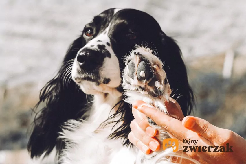 Kłosy najczęściej wbijają się w miejsca, gdzie sierść jest rzadsza lub które mają bezpośredni kontakt z trawą Cocker spaniel z podniesioną łapą