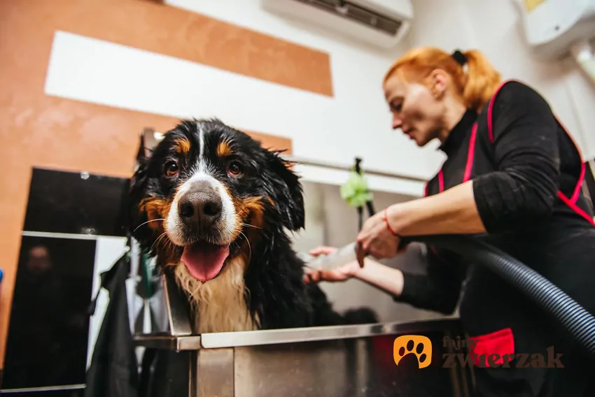 Psi groomer to wykwalifikowany specjalista zajmujący się profesjonalną pielęgnacją psów Pies w wannie groomerskiej