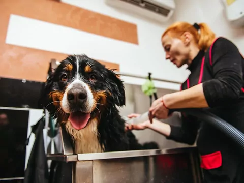 Czym zajmuje się groomer?