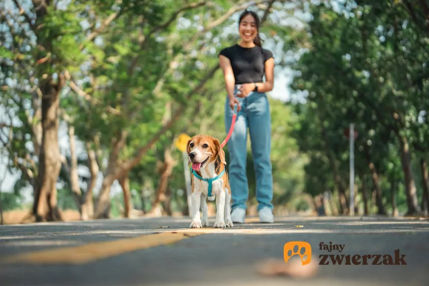 W okresie nastoletnim pies uczy się, które zachowania przynoszą korzyści, a których lepiej unikać Pies z opiekunką na spacerze