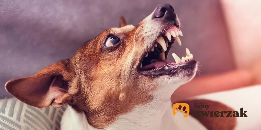 Pies szczerzy zęby
