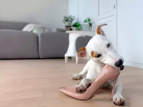 Bezstresowe wychowanie psa
