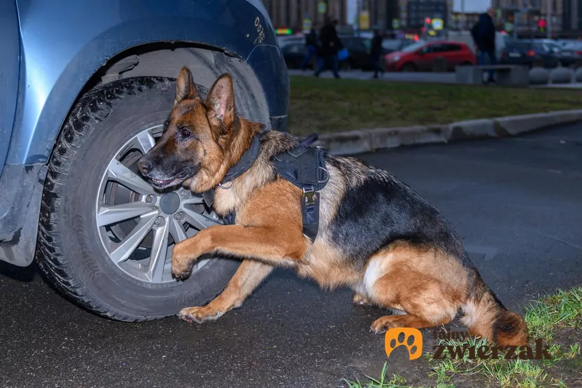 Nosework to sport kynologiczny, który imituje pracę psów służbowych Wilczur policyjny przy aucie