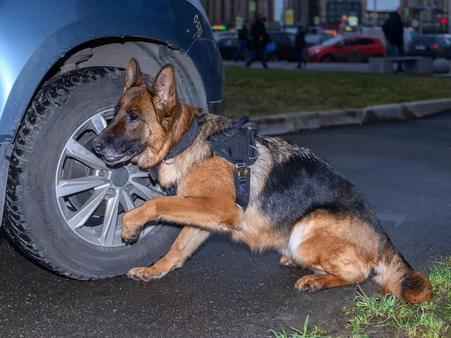 Co to jest nosework?