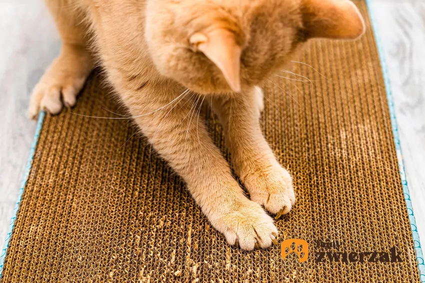 Drapanie to zupełnie naturalne zachowanie – tym sposobem koty ścierają martwą część pazura, rozciągają mięśnie, a także znaczą teren Kot drapiący kartonowy drapak