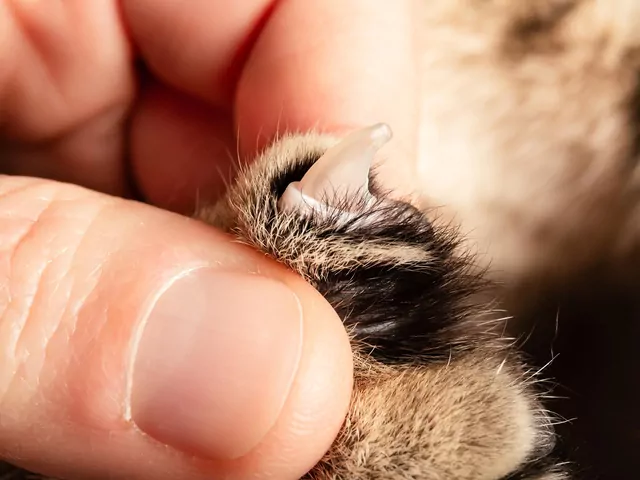 Jak przycinać kotu pazury?