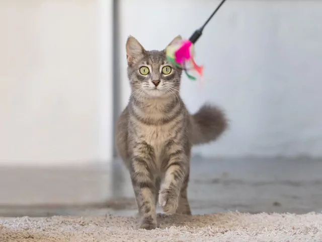 Co zrobić, kiedy kot się nudzi?