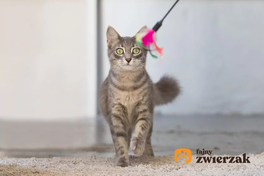 Kot bawiący się wędką