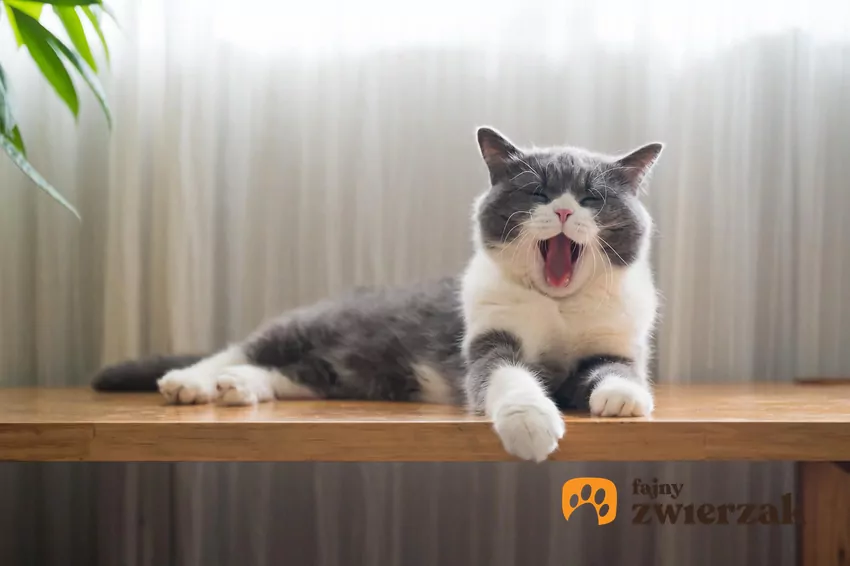 Problem nudy dotyczy bardzo wielu, o ile nie większości kotów niewychodzących Ziewający kot