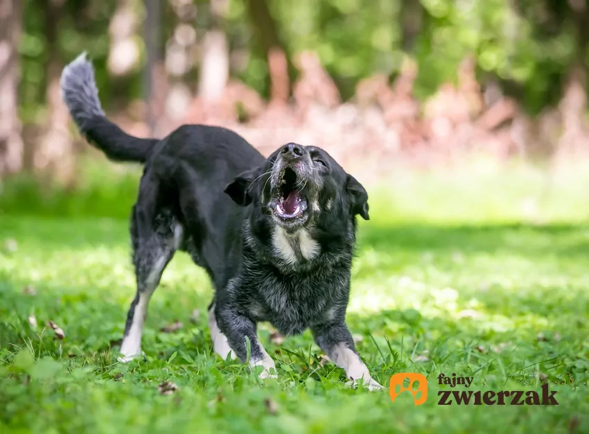 Pies szczekający w ogrodzie
