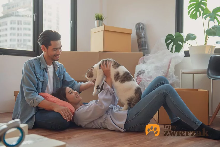 Ludzie, kot i kartony