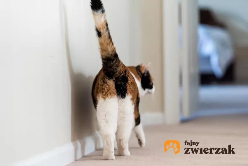 Kot stojący tyłem do aparatu