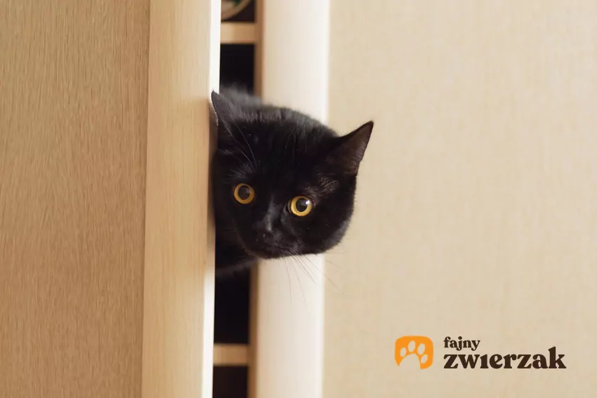 W naturze koty są drapieżnikami, ale także potencjalnymi ofiarami. Instynktownie poszukują więc bezpiecznych kryjówek, w których mogą poczuć się “niewidzialne” Kot wygląda z szafy