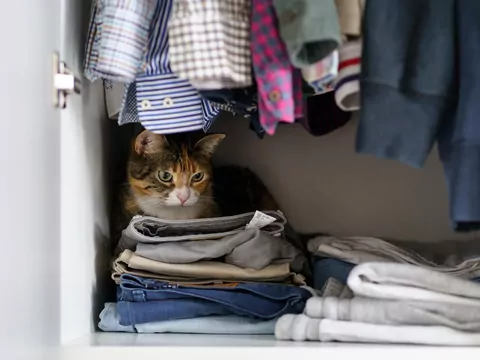 Dlaczego kot chowa się w szafie?