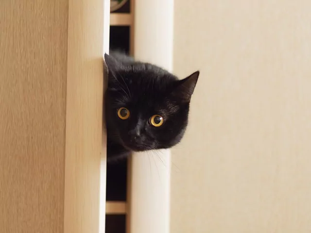 Dlaczego kot chowa się w szafie?