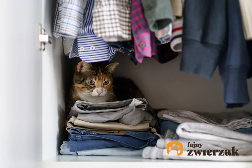 Jeśli mruczek nagle zaczyna się chować bardziej niż zazwyczaj lub gdy unikanie kontaktu staje się chroniczne, wówczas powinna nam się zapalić czerwona lampka Kot siedzi w szafie