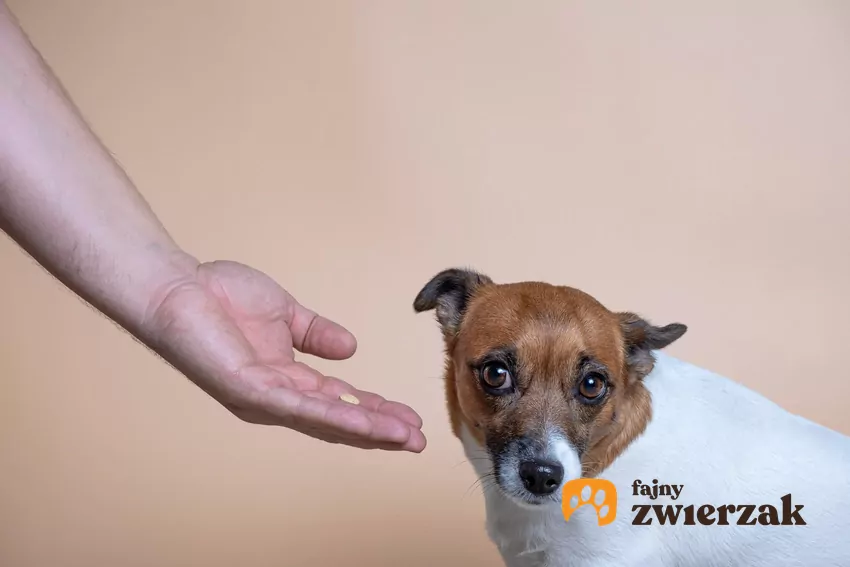 Odwracanie wzroku należy do grupy tak zwanych sygnałów uspokajających, które psy stosują zarówno wobec ludzi, jak i innych zwierząt Pies odwraca wzrok od ręki
