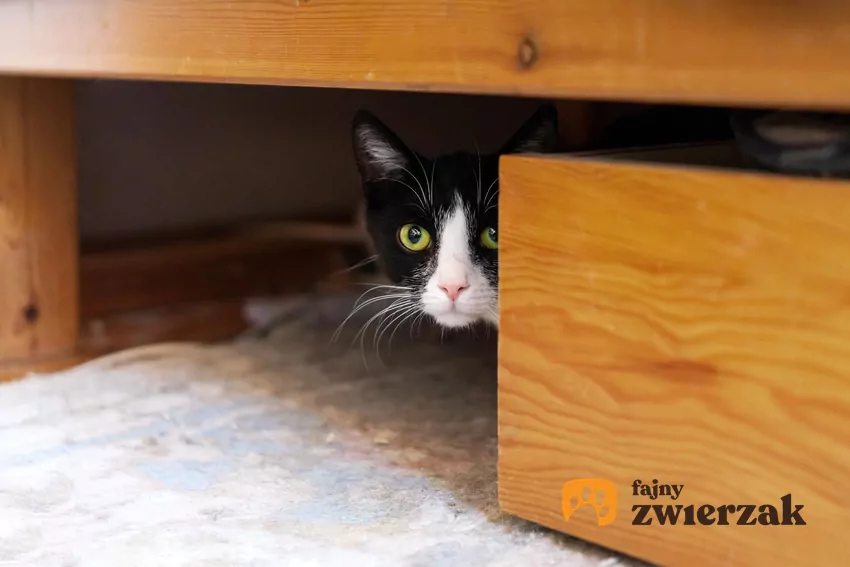 Kot chowa się pod łóżkiem najczęściej z powodu stresu Kot schowany pod łóżkiem