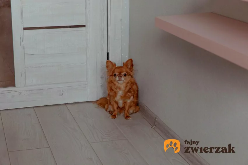 Pies w kącie