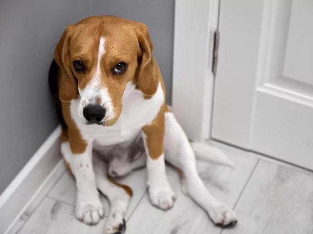 Dlaczego pies chowa się w kącie?