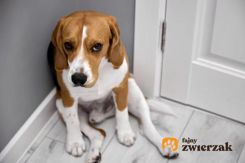Pies siedzi w kącie